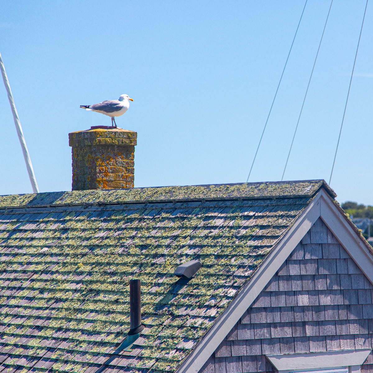 seagull on chimney on mossy roof in Martha's Vineyard